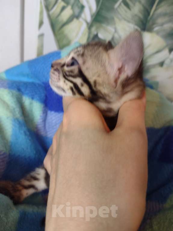 Кошки в Санкт-Петербурге: Девочка браун Девочка, Бесплатно - фото 5