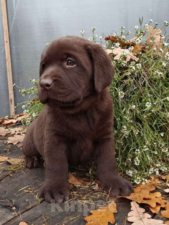 Собаки в Москве: Эффектные шоколадные щенки лабрадора ретривера Девочка, Бесплатно - фото 2