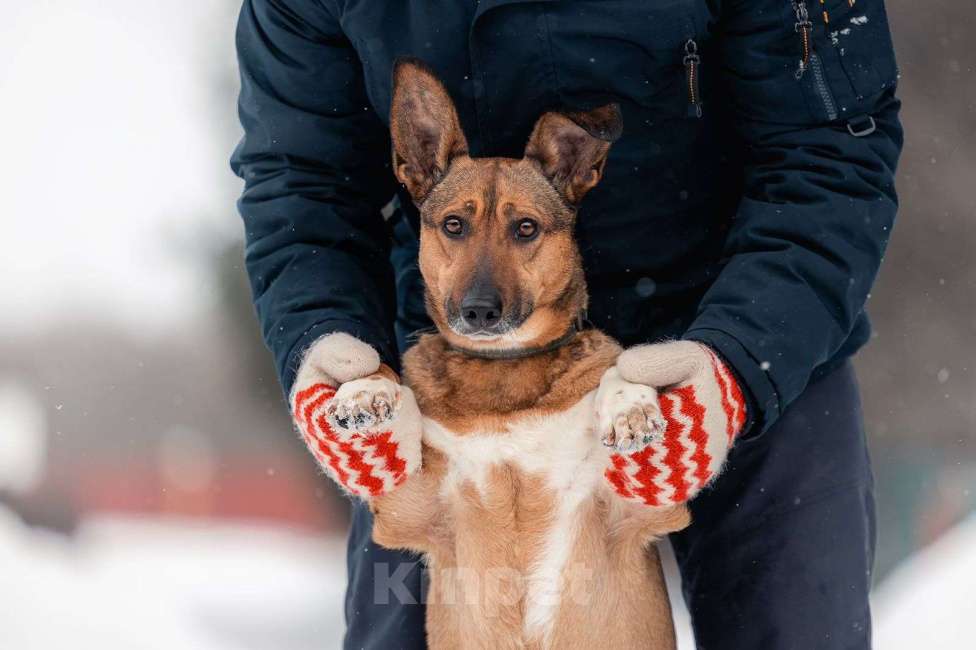 Собаки в Москве: Маленькая собака для квартиры никак не найдет своих Девочка, Бесплатно - фото 6