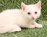 Кошки в Москве: Блондин с голубыми глазами! Котенок в добрые руки Мальчик, Бесплатно - фото 1