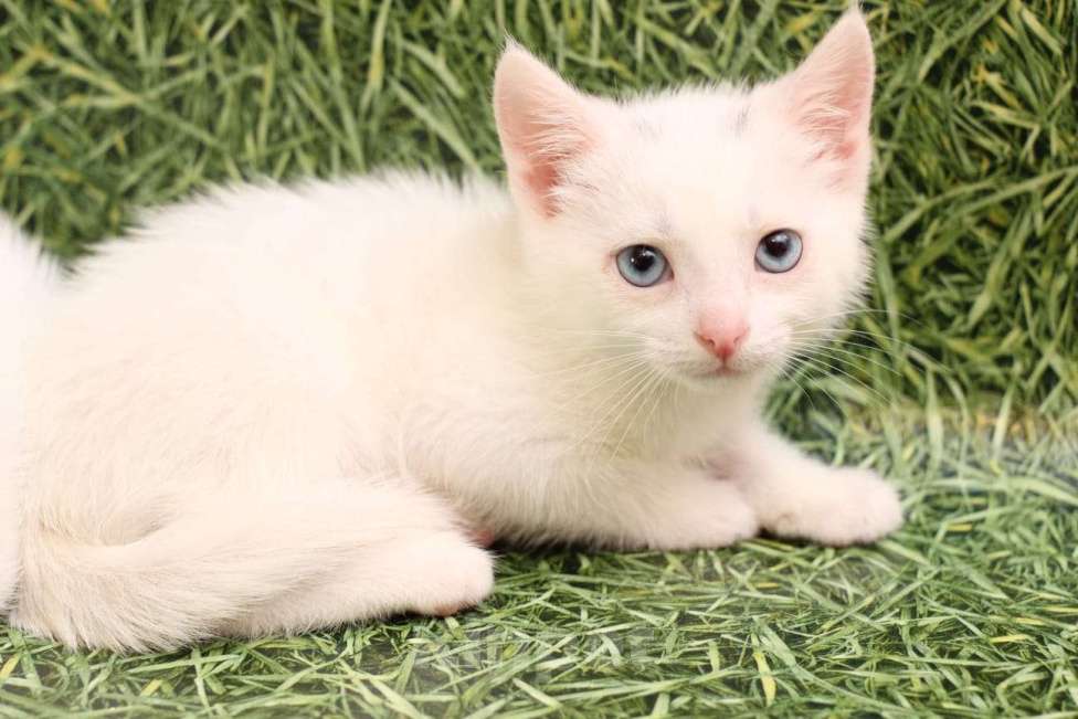 Кошки в Москве: Блондин с голубыми глазами! Котенок в добрые руки Мальчик, Бесплатно - фото 1