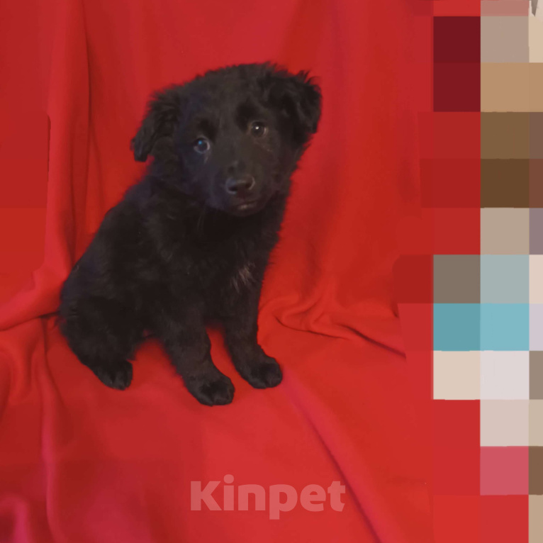 Собаки в Санкт-Петербурге: Щенок в добрые руки Мальчик, Бесплатно - фото 1