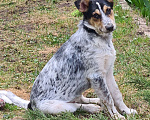 Собаки в Истре: Щенок Мартин Мальчик, Бесплатно - фото 2