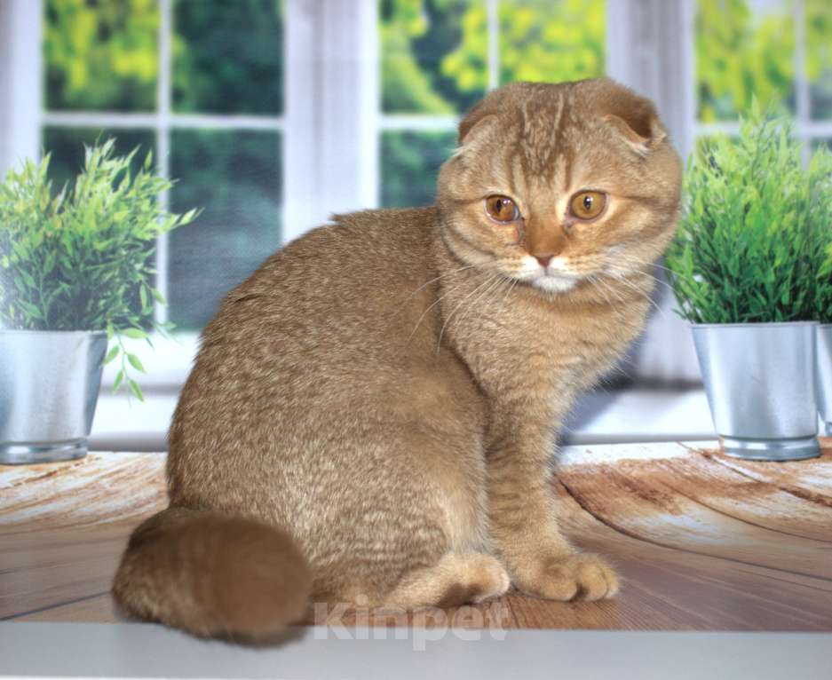 Кошки в Санкт-Петербурге: Шотландский вислоухий котенок  Мальчик, Бесплатно - фото 9