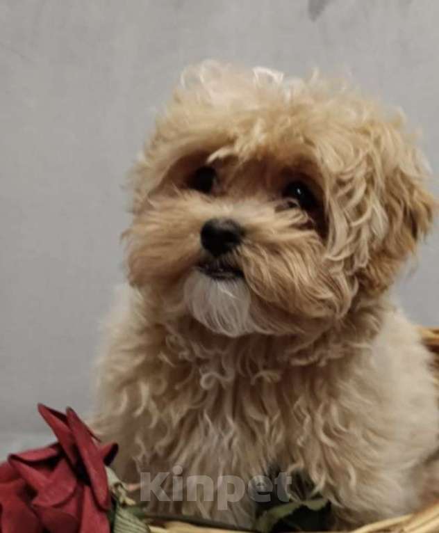 Собаки в Санкт-Петербурге: Мальтипу мальчик ! Мальчик, 80 000 руб. - фото 1