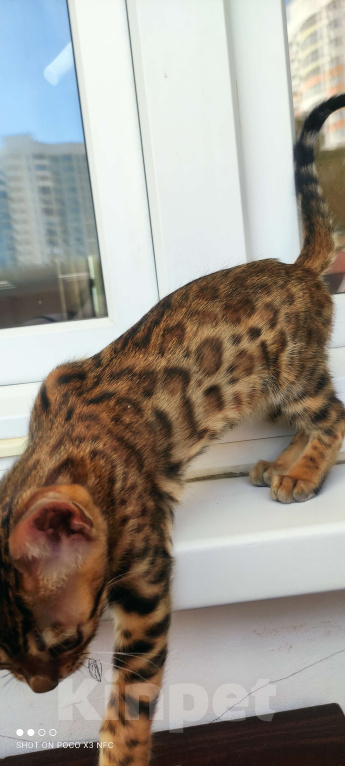 Кошки в Химках: Бенгальский котенок кошка Девочка, 35 000 руб. - фото 3