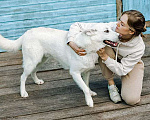 Собаки в Москве: Белый медведь Мишка, изумительный домашний пес в добрые руки Мальчик, 10 руб. - фото 1