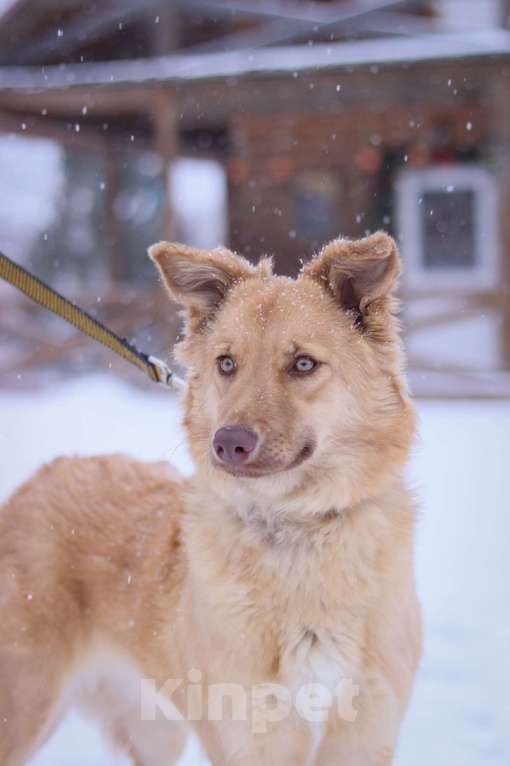 Собаки в Москве: Красавица Эмми ищет дом Девочка, Бесплатно - фото 1