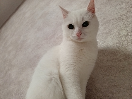Кошечка в добрые руки