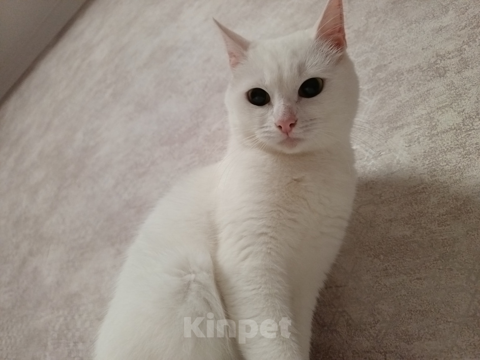 Кошки в Москве: Кошечка в добрые руки Девочка, Бесплатно - фото 1