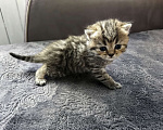 Кошки в Сочи: Шотландский прямоухий котёнок Мальчик, 10 000 руб. - фото 2