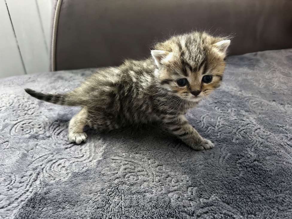 Кошки в Сочи: Шотландский прямоухий котёнок Мальчик, 10 000 руб. - фото 2