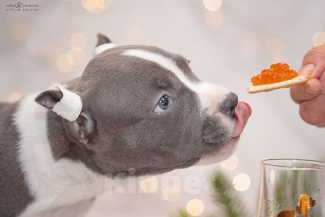 Собаки в Москве: Голубые щенки амстаффа из питомника Мальчик, 100 000 руб. - фото 1