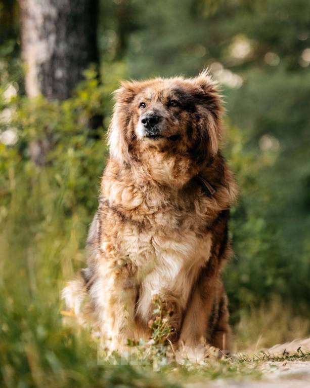 Собаки в Москве: Метис кавказской овчарки Ассоль в добрые руки Мальчик, Бесплатно - фото 5