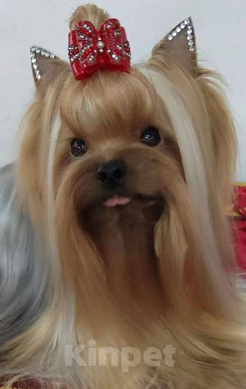 Собаки в Москве: Йоркширский терьер Девочка, Бесплатно - фото 6