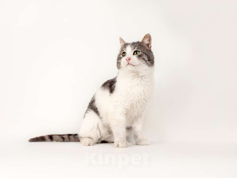 Кошки в Москве: Шикарный сладкий котик Баунти в добрые руки Мальчик, Бесплатно - фото 3