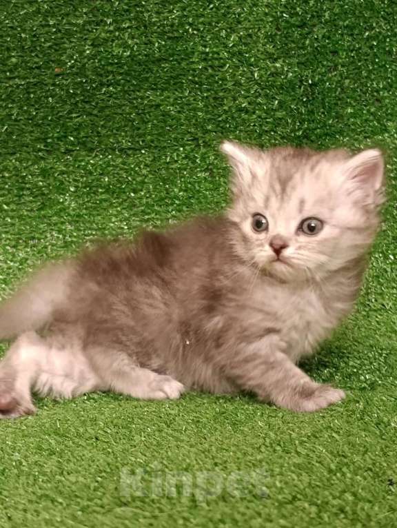 Кошки в Москве: Шотландские котята Мальчик, Бесплатно - фото 7