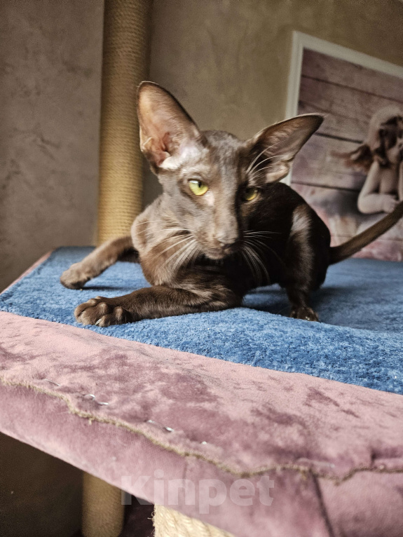 Кошки в Краснодаре: Ориентальные котята Мальчик, 25 000 руб. - фото 1