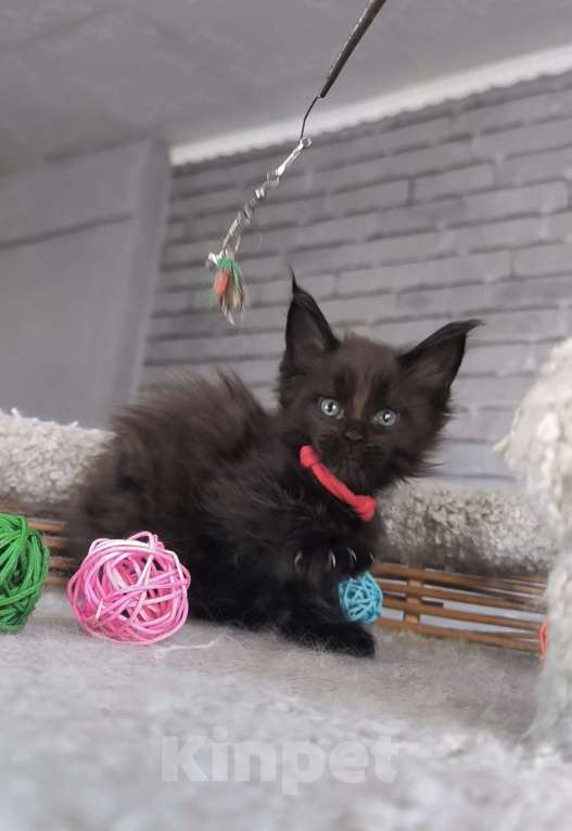 Кошки в Кемерово: Девочка Мейн-кун Девочка, 15 000 руб. - фото 4