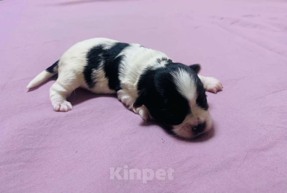 Собаки в Алупке: Щенок Бивер Йоркширский терьер  Девочка, Бесплатно - фото 2