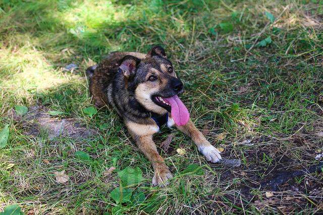 Собаки в Москве: Мулан Девочка, Бесплатно - фото 4