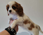 Собаки в других городах Московской области: Девочка кавалер Кинг Чарльз спаниель Девочка, 130 000 руб. - фото 5