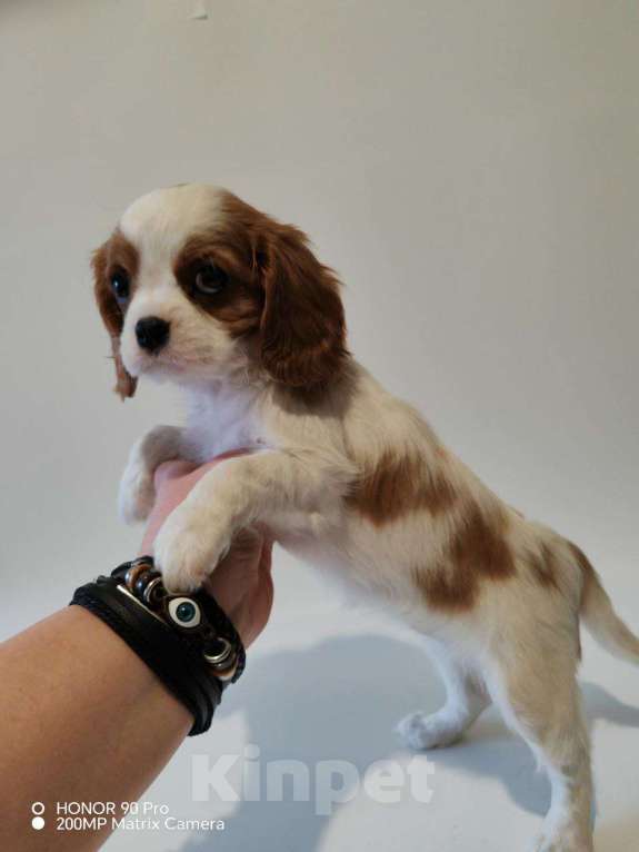 Собаки в других городах Московской области: Девочка кавалер Кинг Чарльз спаниель Девочка, 130 000 руб. - фото 5