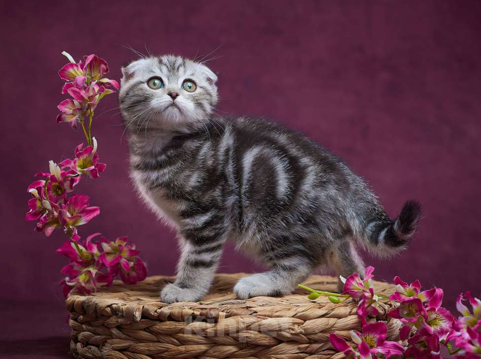 Кошки в Барнауле: Котик-фолд Тимоти🤎 Мальчик, Бесплатно - фото 7