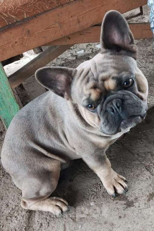 Собаки в Тимашевске: Щенок французского бульдога Девочка, 25 000 руб. - фото 5