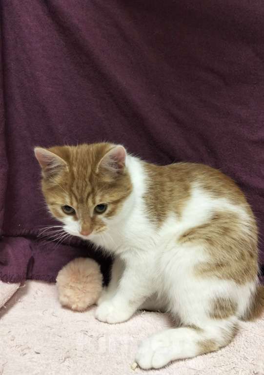 Кошки в Москве: Котёнок в добрые руки Мальчик, Бесплатно - фото 2