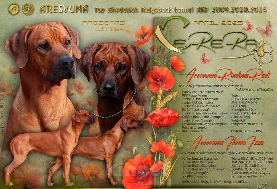 Собаки в других городах Московской области: Щенки риджбека из питомника РКФ Мальчик, 120 000 руб. - фото 5