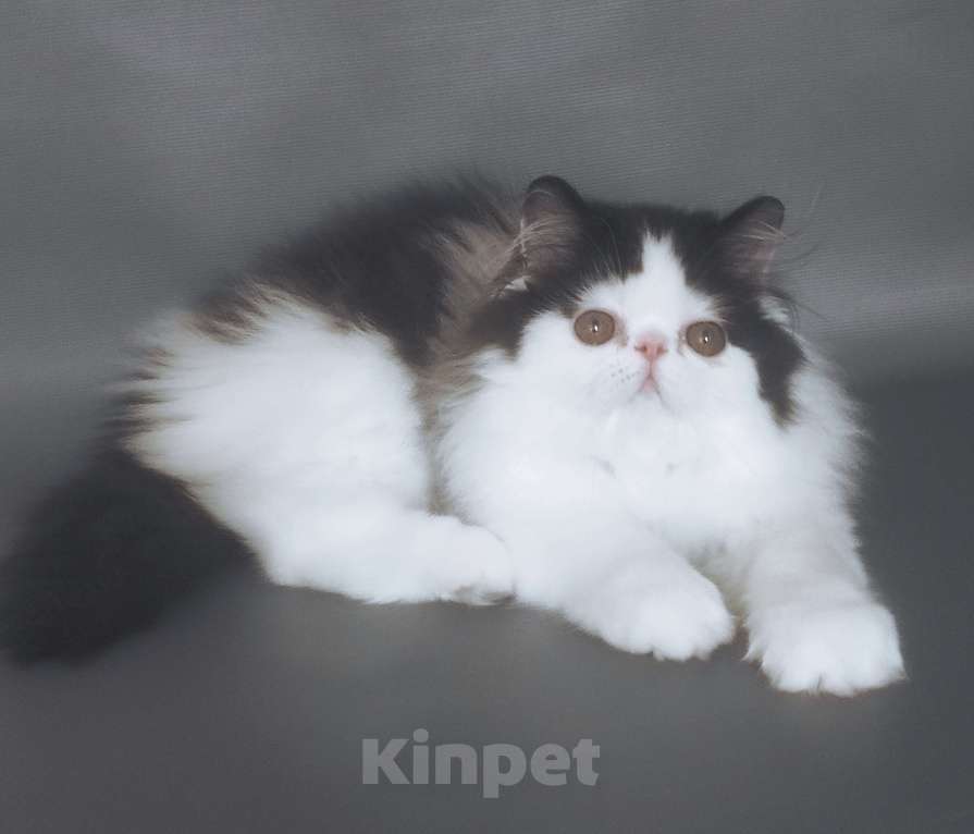 Кошки в Новосибирске: Персидский котик  Мальчик, 35 000 руб. - фото 3