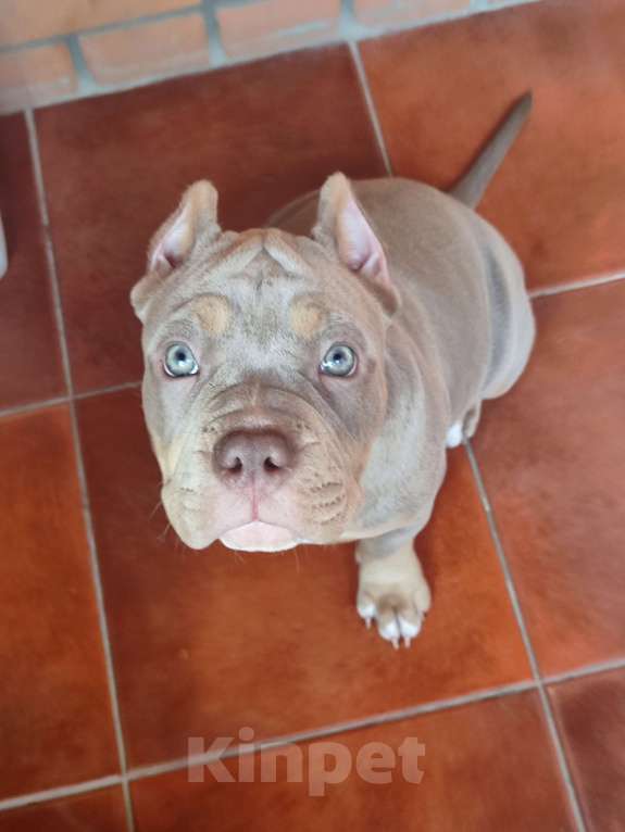 Собаки в Волгограде: Щенки американского булли  Девочка, 70 000 руб. - фото 1