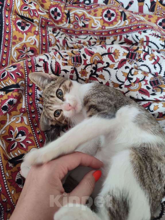 Кошки в Сергиеве Посаде: Очень ласковый умняшка ищет хозяина  Мальчик, 100 руб. - фото 2