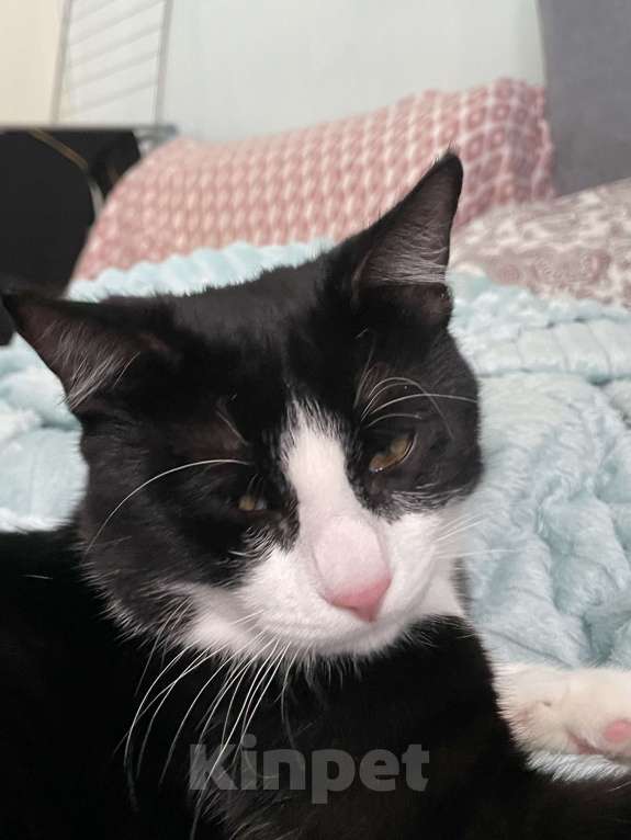 Кошки в Сочи: В добрые ручки Мальчик, Бесплатно - фото 1