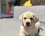 Собаки в других городах Московской области: Палевый щенок лабрадора Девочка, 80 000 руб. - фото 4