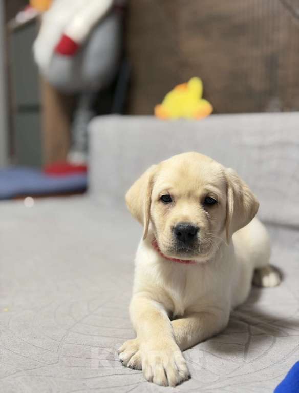 Собаки в других городах Московской области: Палевый щенок лабрадора Девочка, 80 000 руб. - фото 4