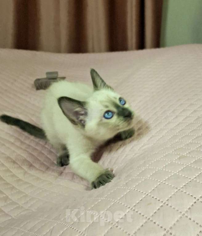 Кошки в Санкт-Петербурге: Тайский котенок Мальчик, 70 000 руб. - фото 4