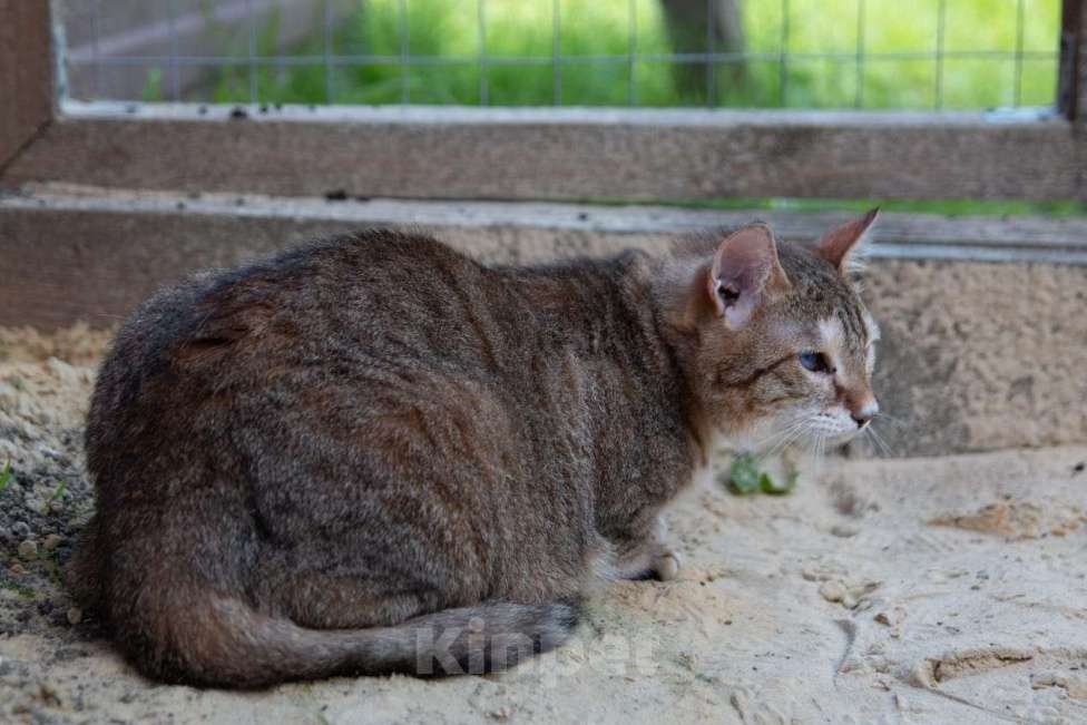 Кошки в Москве: Рыся в поисках дома Девочка, Бесплатно - фото 2