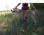 Собаки в Саратове: Кобель среднеазиатской овчарки для вязки Мальчик, 4 руб. - фото 1