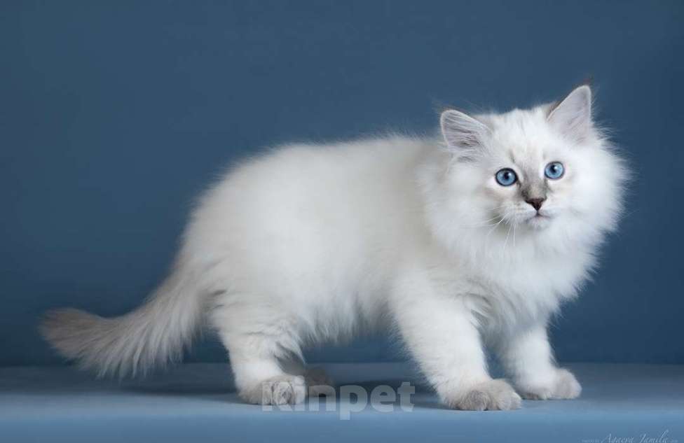 Кошки в Москве: Невский котенок Мальчик, Бесплатно - фото 4