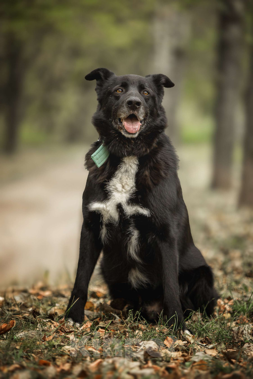 Собаки в Москве: Пух Мальчик, Бесплатно - фото 1