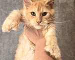 Кошки в Дмитрове: Котенок мейн-кун полидакт Девочка, 35 000 руб. - фото 1
