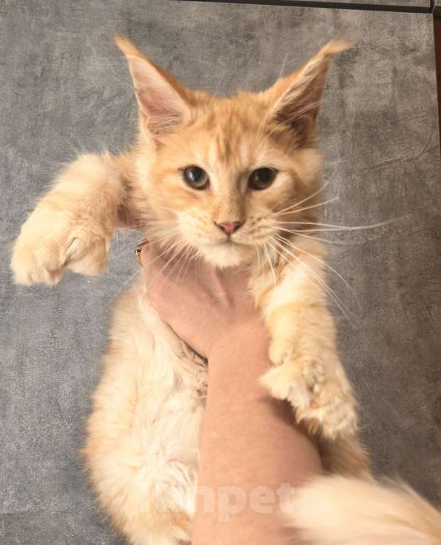 Кошки в Дмитрове: Котенок мейн-кун полидакт Девочка, 35 000 руб. - фото 1