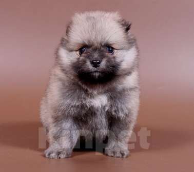 Собаки в Москве: Померанский шпиц-шоколадный медвежонок на вязку Мальчик, 2 500 руб. - фото 5