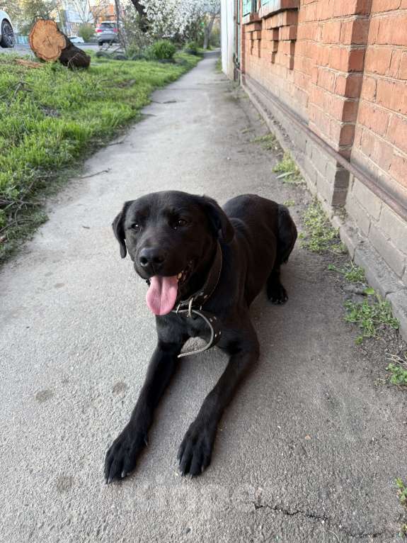 Собаки в Краснодаре: Найдена собака кабель Мальчик, Бесплатно - фото 1