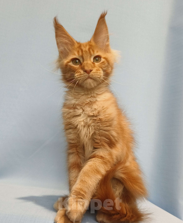 Кошки в Москве: Котёнок Мейн-Кун Мальчик Мальчик, 65 000 руб. - фото 4