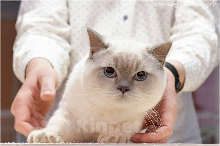 Кошки в Санкт-Петербурге: Шотландский котенок  Мальчик, 30 000 руб. - фото 7