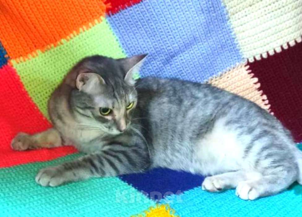 Кошки в Москве: Стеша, некрасивая девчушка. Молодая кошка в добрые руки. Девочка, Бесплатно - фото 4