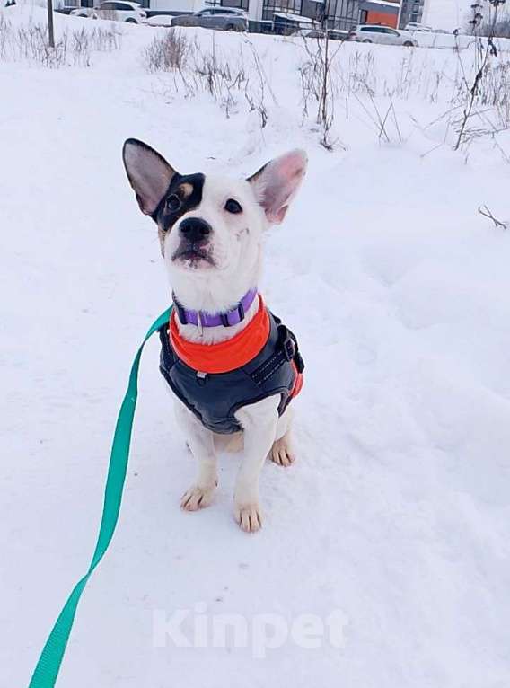 Собаки в Санкт-Петербурге: Маленькая красивая собачка Девочка, Бесплатно - фото 6